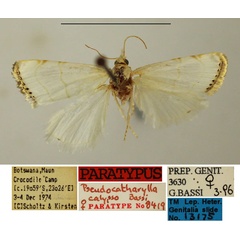 /filer/webapps/moths/media/images/C/calypso_Pseudocatharylla_PTM_TMSA.jpg