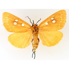 /filer/webapps/moths/media/images/A/aurantiaca_Rhanidophora_AM_TMSA_01.jpg