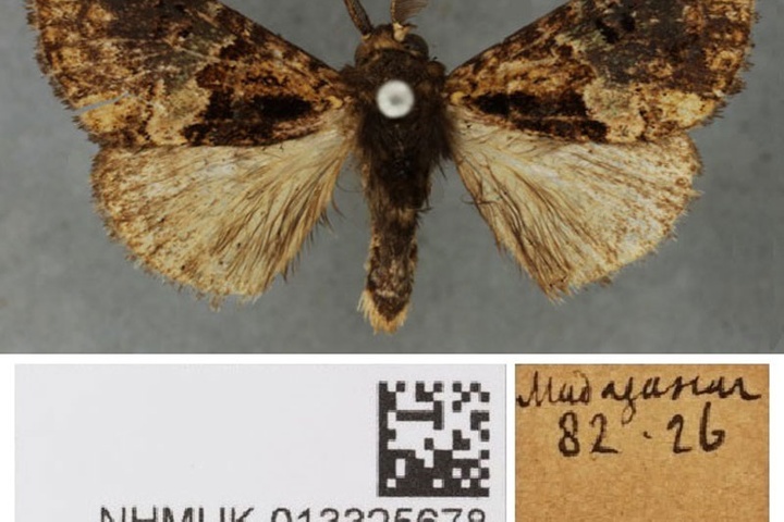 /filer/webapps/moths/media/images/P/phasiana_Parorgyia_HT_BMNHa.jpg