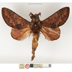 /filer/webapps/moths/media/images/T/trilineata_Pachypasa_HT_NHMUK.jpg
