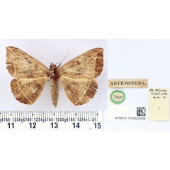 /filer/webapps/moths/media/images/A/anteponens_Hypopyra_ST_BMNH.jpg