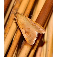 /filer/webapps/moths/media/images/N/nudalis_Achyra_A_Roland_01.jpg