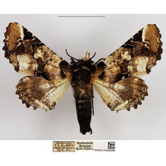 /filer/webapps/moths/media/images/B/bowkeri_Eutelia_AF_NHMUK.jpg