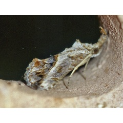 /filer/webapps/moths/media/images/A/antistropha_Zekelita_A_Roland_01.jpg