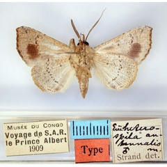 /filer/webapps/moths/media/images/A/antennalis_Euheterospila_HT_RMCA_02.jpg