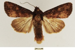 Apospasta dipterigidia