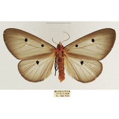 /filer/webapps/moths/media/images/F/fumipennis_Soloe_AF_TMSA_02.jpg