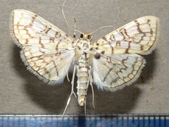 /filer/webapps/moths/media/images/D/derogata_Haritalodes_A_Goff_02.jpg