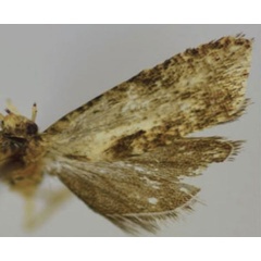 /filer/webapps/moths/media/images/S/secundus_Protancylis_HT_Trematerra.jpg