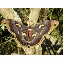 /filer/webapps/moths/media/images/I/intermedia_Epiphora_A_Coppens_01.jpg