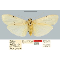 /filer/webapps/moths/media/images/M/monticola_Eilema_HT_MNHN.jpg