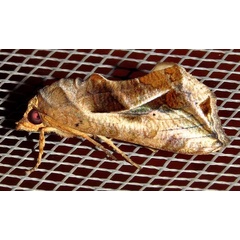 /filer/webapps/moths/media/images/E/emarginata_Oraesia_A_Braun_10.jpg