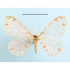 /filer/webapps/moths/media/images/M/missilorum_Blaboplutodes_A_MGCLb_01.JPG