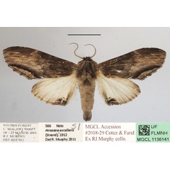 /filer/webapps/moths/media/images/E/excellens_Atrasana_AF_MGCLa_01.JPG
