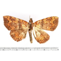 /filer/webapps/moths/media/images/A/albiguttula_Phlogochroa_AM_BMNH.jpg