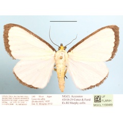 /filer/webapps/moths/media/images/A/alba_Leucovis_A_MGCLa_01.JPG