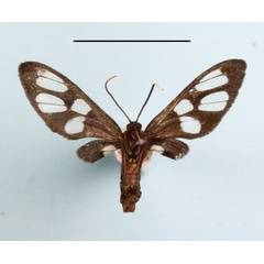 /filer/webapps/moths/media/images/N/nigrobasalis_Amata_A_MGCLb_01.JPG