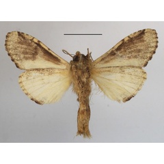 /filer/webapps/moths/media/images/M/maxima_Rosinella_AM_MGCLb_01.JPG
