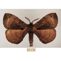 /filer/webapps/moths/media/images/N/nigromaculata_Poloma_AM_TMSA_02.jpg