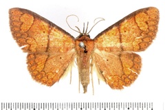 Phlogochroa haematoessa