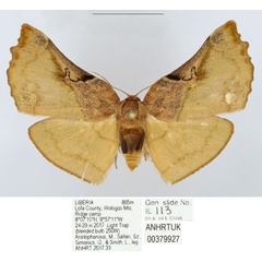 /filer/webapps/moths/media/images/C/carcassoni_Mittonia_AM_ANHRT.jpg