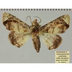 /filer/webapps/moths/media/images/G/griveaudi_Eutelia_AM_MNHN_01a.jpg