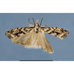 /filer/webapps/moths/media/images/T/tessellatus_Kenya_7724a.jpg
