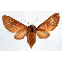 /filer/webapps/moths/media/images/F/fusca_Metarctia_PT_Ochse_01.jpg