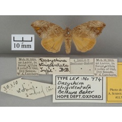 /filer/webapps/moths/media/images/S/strigidentata_Dasychira_HTF_OUMNHa_01.jpg