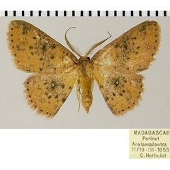 /filer/webapps/moths/media/images/C/cosymbia_Chrysocraspeda_AM_ZSMa.jpg