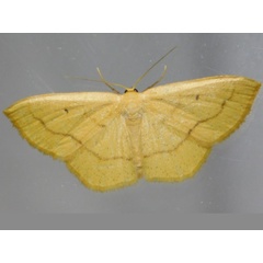 /filer/webapps/moths/media/images/S/straminea_Scopula_A_Grobler_01.jpg