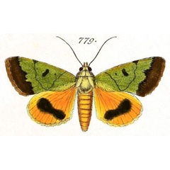 /filer/webapps/moths/media/images/A/auricularis_Noctua_ST_Hubner_165-779.jpg