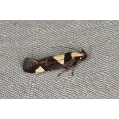 /filer/webapps/moths/media/images/A/antileuca_Thymosopha_A_Heyns_01.JPG