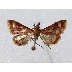 /filer/webapps/moths/media/images/P/phoenicealis_Pyrausta_A_Goff.jpg