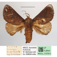 /filer/webapps/moths/media/images/P/pyrosomoides_Teinorhyncha_A_MGCLa_04.JPG