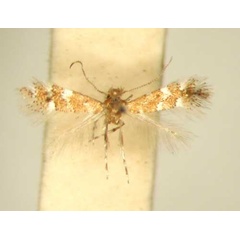 /filer/webapps/moths/media/images/L/lantanae_Phyllonorycter_HT_TMSA6377.jpg