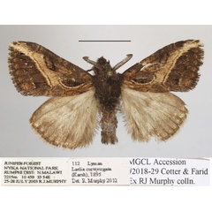/filer/webapps/moths/media/images/C/curvivirgata_Laelia_AM_MGCLa_01.jpg