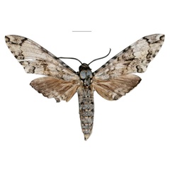 /filer/webapps/moths/media/images/P/politzari_Covelliana_HT_EMEMa_lpZkYvJ.jpg