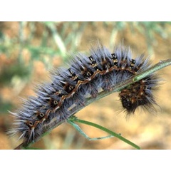 /filer/webapps/moths/media/images/D/ducalis_Vegetia_C_Wolfe.jpg
