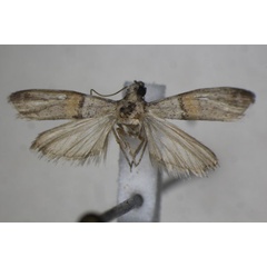 /filer/webapps/moths/media/images/M/minutalis_Acrobasis_A_Monks.jpg