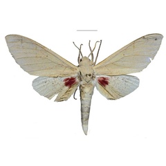 /filer/webapps/moths/media/images/P/politzari_Neoclanis_PTM_ZSM_01.jpg