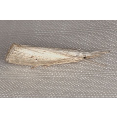 /filer/webapps/moths/media/images/U/unipunctalis_Haimbachia_A_Heyns.jpg