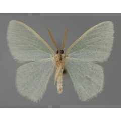 /filer/webapps/moths/media/images/E/eucela_Chlorocoma_A_ZSM_02_nOQ2pgL.jpg