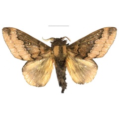 /filer/webapps/moths/media/images/G/gabrielae_Leptometa_HT_Mueller.jpg