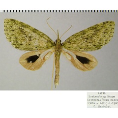 /filer/webapps/moths/media/images/S/spectabilis_Protosteira_AM_ZSM.jpg