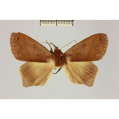 /filer/webapps/moths/media/images/M/mabillei_Stenopis_AM_MNHN_Viettea.jpg