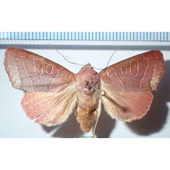 /filer/webapps/moths/media/images/R/remyi_Diadocis_A_Bippus_01.jpg