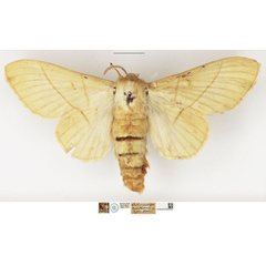/filer/webapps/moths/media/images/M/monteiroi_Lasiocampa_STF_NHMUK.jpg