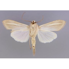 /filer/webapps/moths/media/images/H/hutchinsoni_Cucullia_A_RMCA_02.jpg