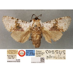 /filer/webapps/moths/media/images/P/parvulus_Cossus_LT_BMNH.jpg